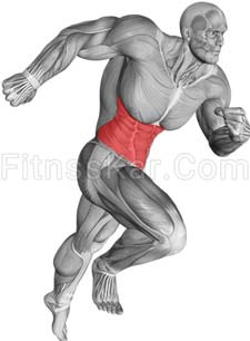 عضلات درگیر کرانچ سیم کش