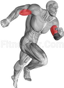 عضلات درگیر جلو بازو دمبل