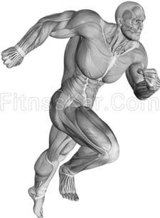 عضلات درگیر دوچرخه ثاتب