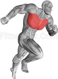 عضلات درگیر پرس سینه دمبل