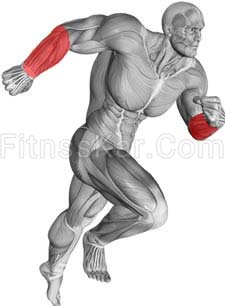 عضلات درگیر ساعد سیم کش برعکس