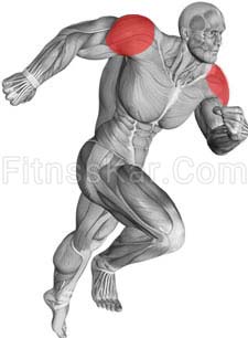 عضلات درگیر کول هالتر