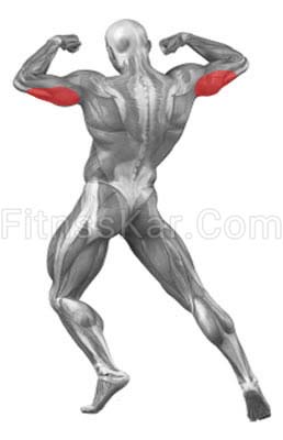 عضلات درگیر پشت بازو دیپ